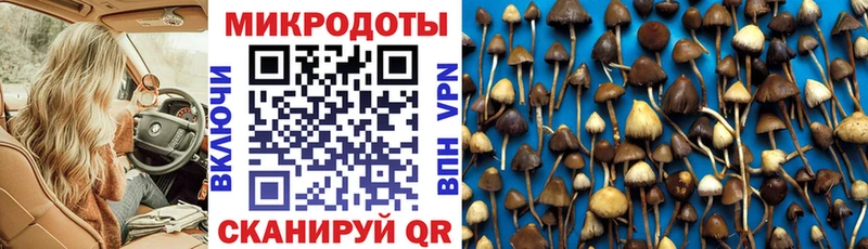 Галлюциногенные грибы Psilocybe  где купить наркотик  Буйнакск 